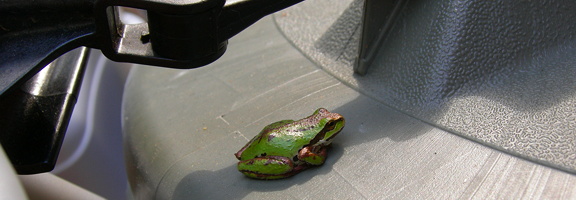 pacific tree frog on a trash can